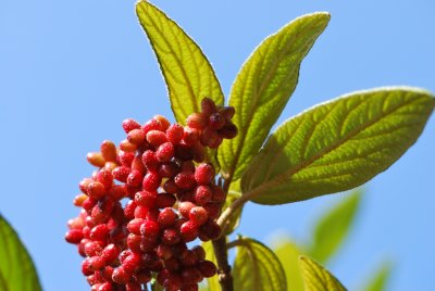 Viburnum rhytidophyllum - kalina vrásčitolistá - plody a listy